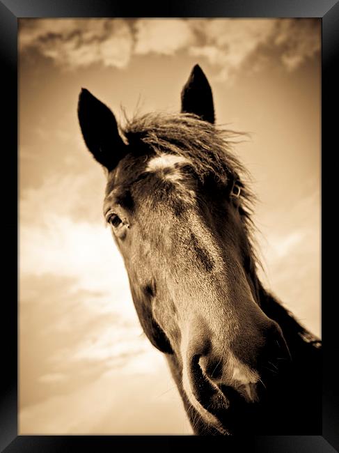  Horse in sepia, Shropshire, England Framed Print by Julian Bound