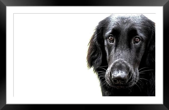  Flat Coat Labrador Nine Month Old Dog Framed Mounted Print by Sue Bottomley