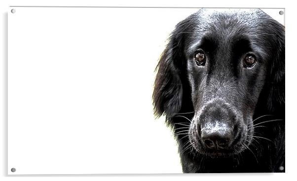  Flat Coat Labrador Nine Month Old Dog Acrylic by Sue Bottomley