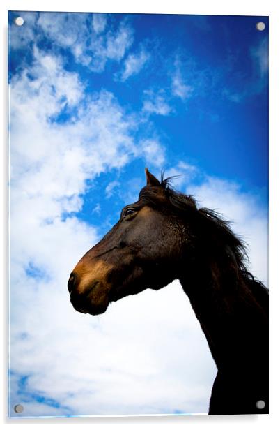  Horse portrait, Shropshire, England, Acrylic by Julian Bound