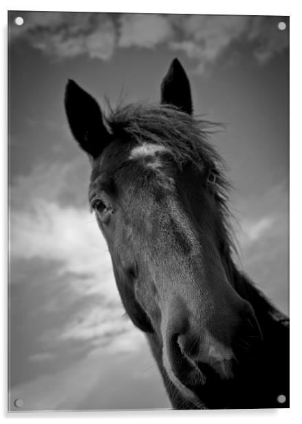 Horse of Shropshire, England, Acrylic by Julian Bound