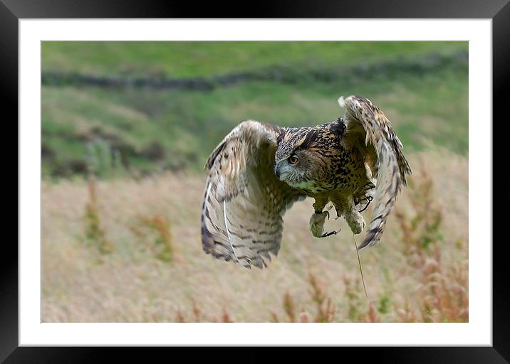  Eagle Owl Flight Framed Mounted Print by David Brotherton
