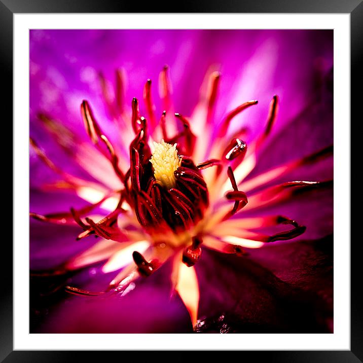 Purple flower with raindrops Framed Mounted Print by Julian Bound