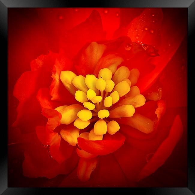  Red and yellow flower with raindrops Framed Print by Julian Bound
