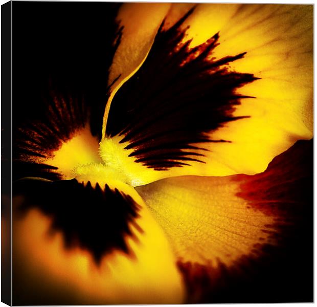 A yellow pansy flower Canvas Print by Julian Bound