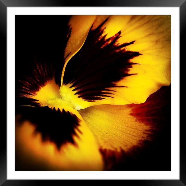  A yellow pansy flower Framed Mounted Print by Julian Bound