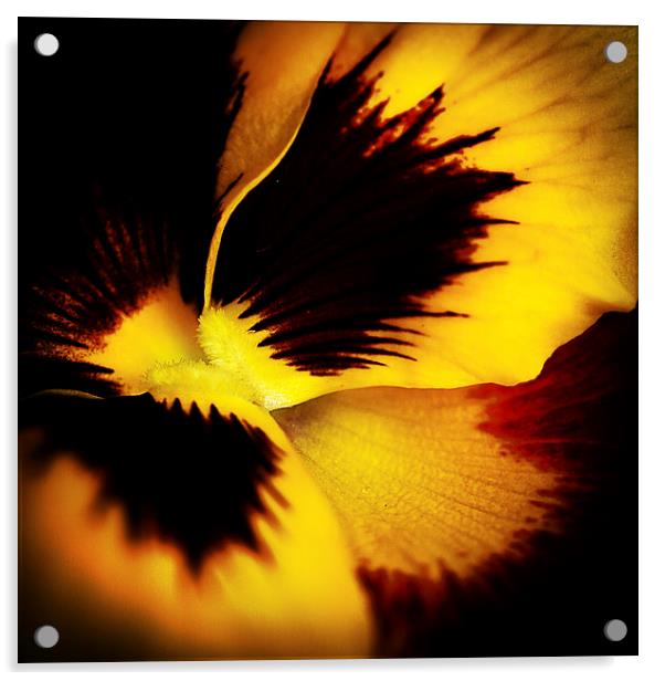  A yellow pansy flower Acrylic by Julian Bound
