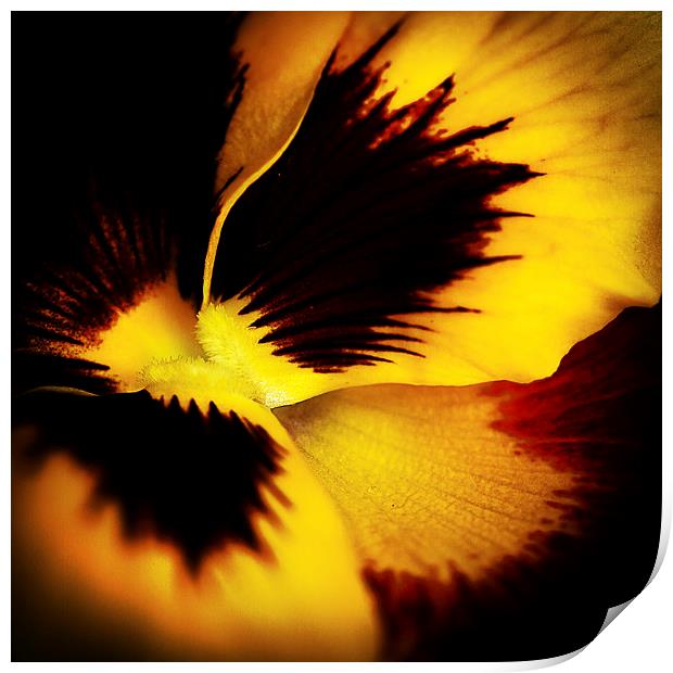  A yellow pansy flower Print by Julian Bound