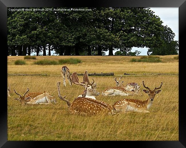  Fallow deer herd Framed Print by steve akerman