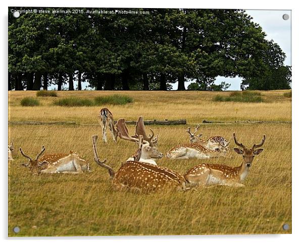  Fallow deer herd Acrylic by steve akerman