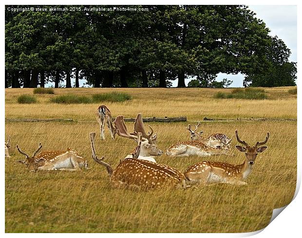  Fallow deer herd Print by steve akerman