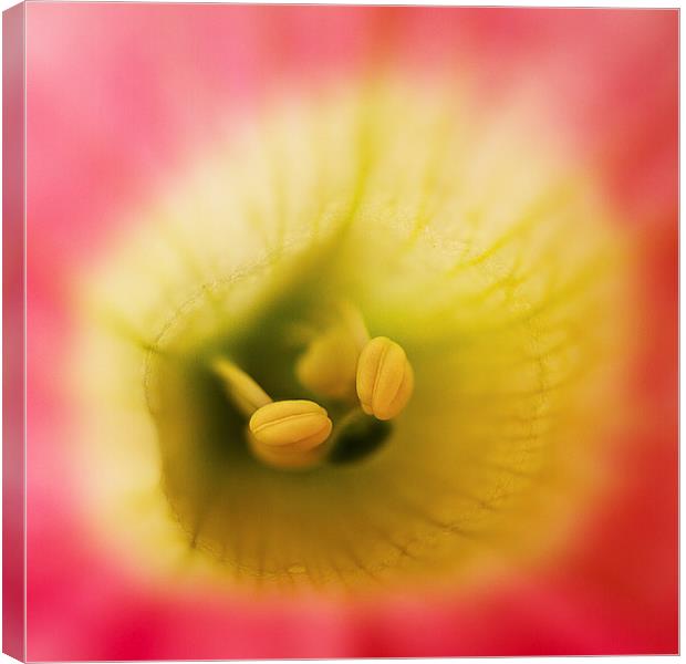  Pink flower with yellow and green Canvas Print by Julian Bound
