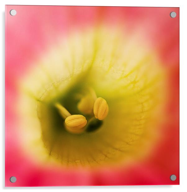  Pink flower with yellow and green Acrylic by Julian Bound