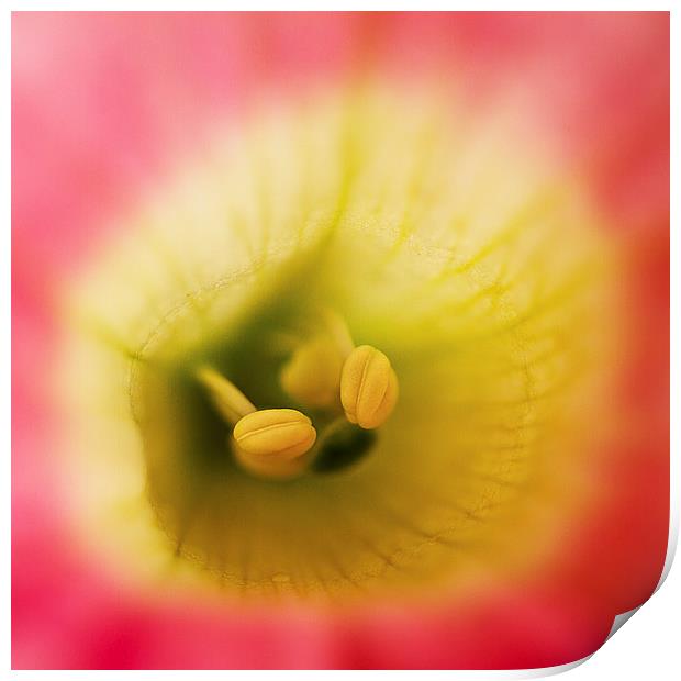  Pink flower with yellow and green Print by Julian Bound
