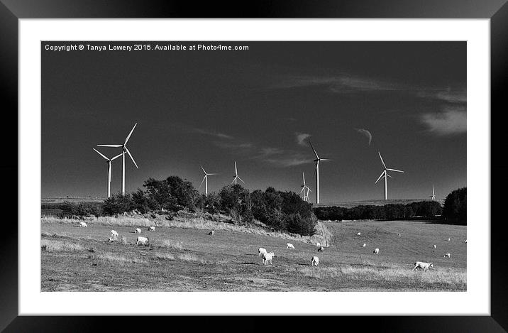 wind turbines and sheep Framed Mounted Print by Tanya Lowery