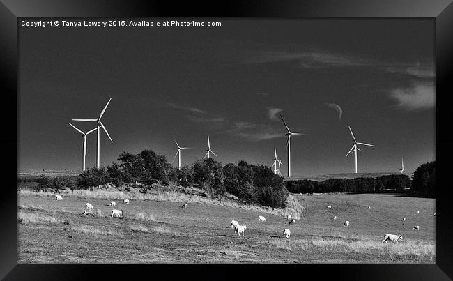 wind turbines and sheep Framed Print by Tanya Lowery