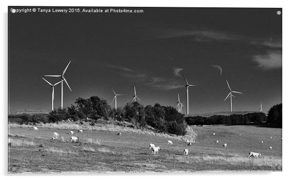 wind turbines and sheep Acrylic by Tanya Lowery