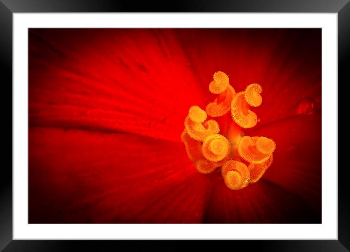  Red and yellow flower with raindrops Framed Mounted Print by Julian Bound