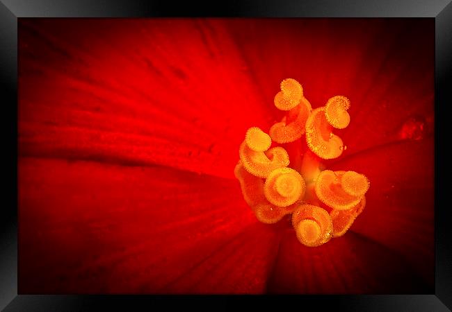  Red and yellow flower with raindrops Framed Print by Julian Bound