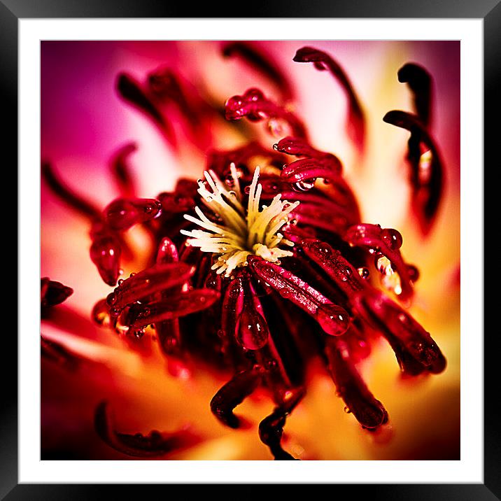 Purple flower with raindrops  Framed Mounted Print by Julian Bound