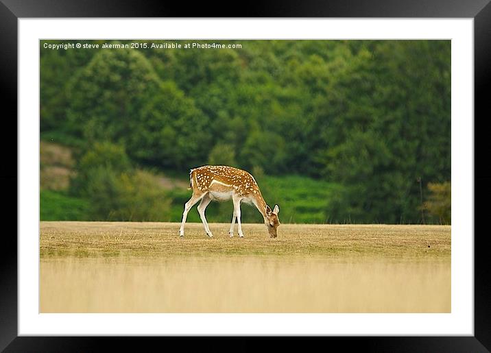  Lone Fallow deer Framed Mounted Print by steve akerman