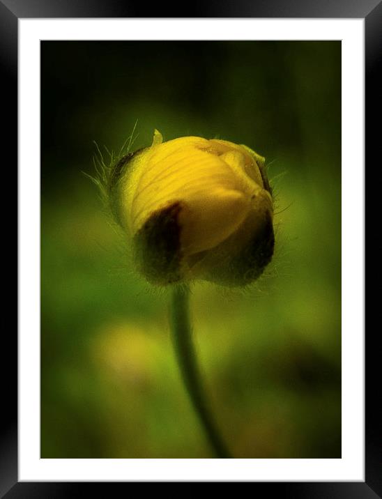  Buttercup emerging in Spring Framed Mounted Print by Julian Bound