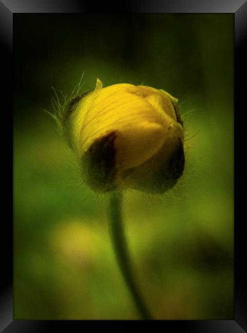  Buttercup emerging in Spring Framed Print by Julian Bound