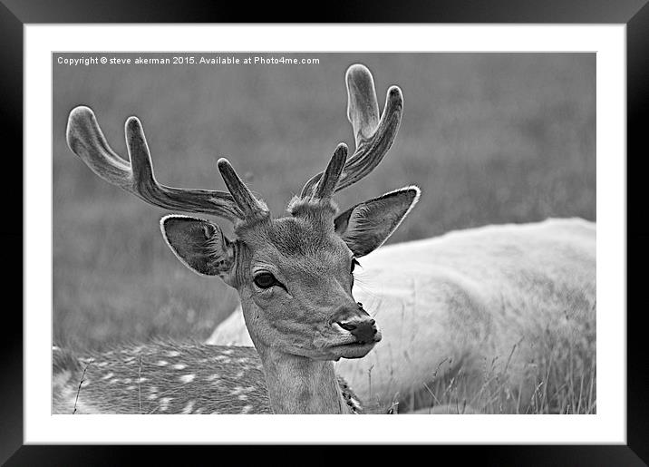  Fallow deer black and white Framed Mounted Print by steve akerman
