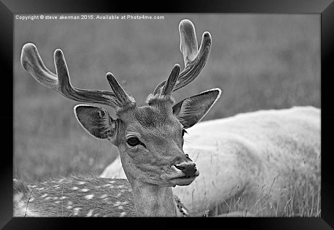 Fallow deer black and white Framed Print by steve akerman