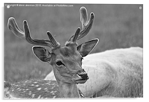  Fallow deer black and white Acrylic by steve akerman
