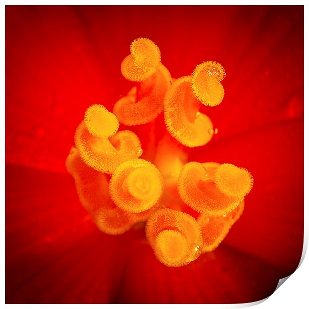  Red and yellow flower with raindrops Print by Julian Bound