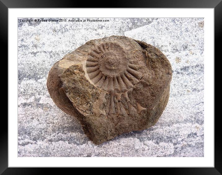  Ammonite fossil on texture Framed Mounted Print by Robert Gipson