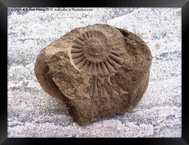  Ammonite fossil on texture Framed Print by Robert Gipson