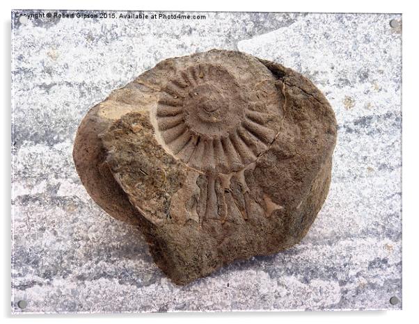  Ammonite fossil on texture Acrylic by Robert Gipson