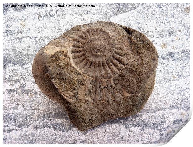  Ammonite fossil on texture Print by Robert Gipson