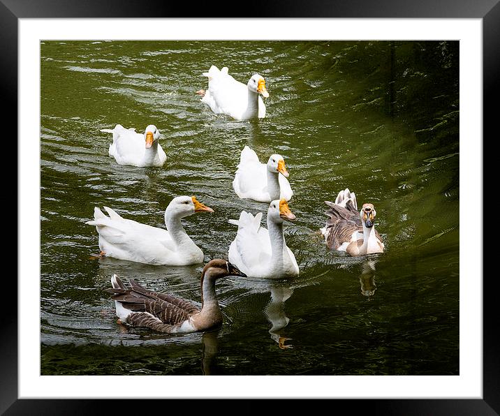 Swans in the pond Framed Mounted Print by Hassan Najmy