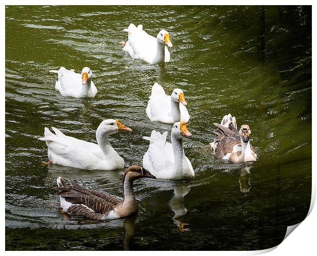Swans in the pond Print by Hassan Najmy