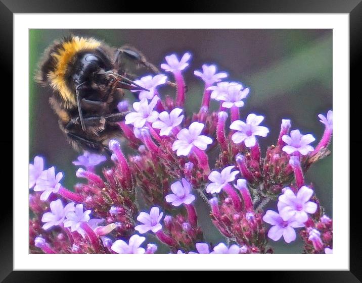  Busy Busy Bee Framed Mounted Print by Sue Bottomley