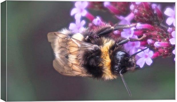  Bee busy collecting pollen Canvas Print by Sue Bottomley