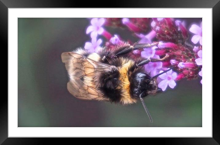  Bee busy collecting pollen Framed Mounted Print by Sue Bottomley