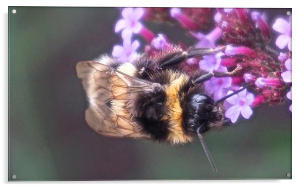  Bee busy collecting pollen Acrylic by Sue Bottomley