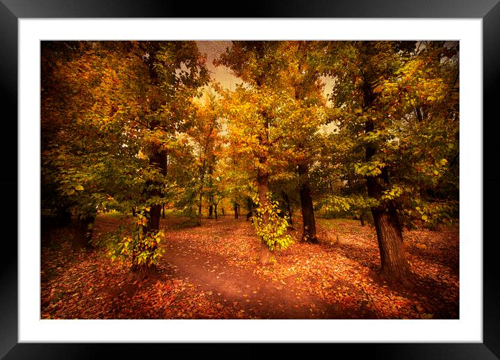  In a woods Framed Mounted Print by Svetlana Sewell