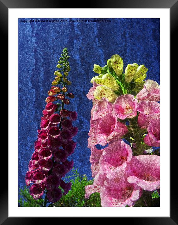  Two Foxglove flowers on texture. Framed Mounted Print by Robert Gipson