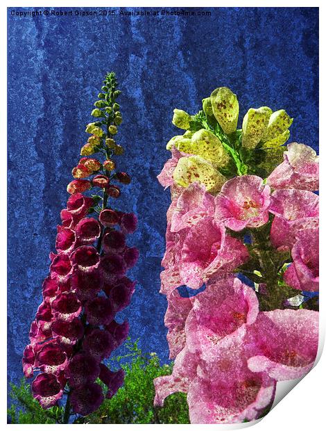  Two Foxglove flowers on texture. Print by Robert Gipson