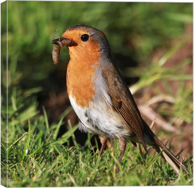  Happy Robin Canvas Print by Will Black