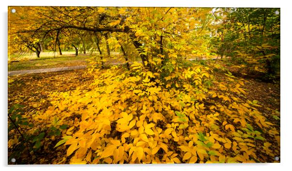  Autumn Leaves Acrylic by Svetlana Sewell