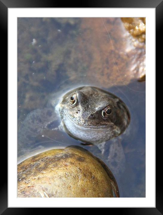  Happy little Toad Framed Mounted Print by Will Black