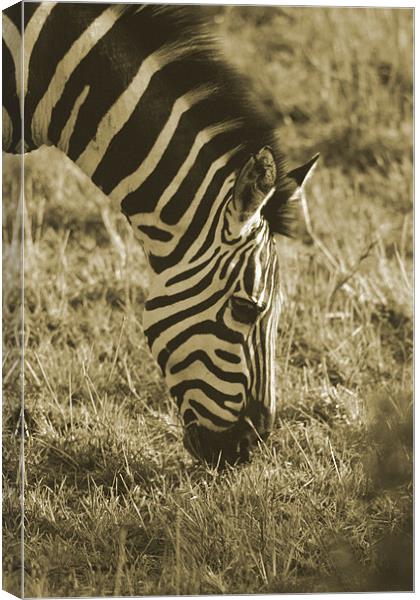 Zebra in soft black & white Canvas Print by Chris Turner