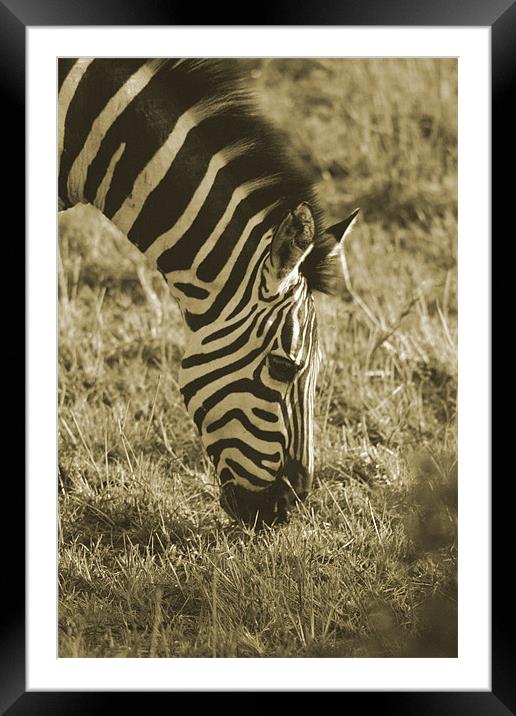 Zebra in soft black & white Framed Mounted Print by Chris Turner