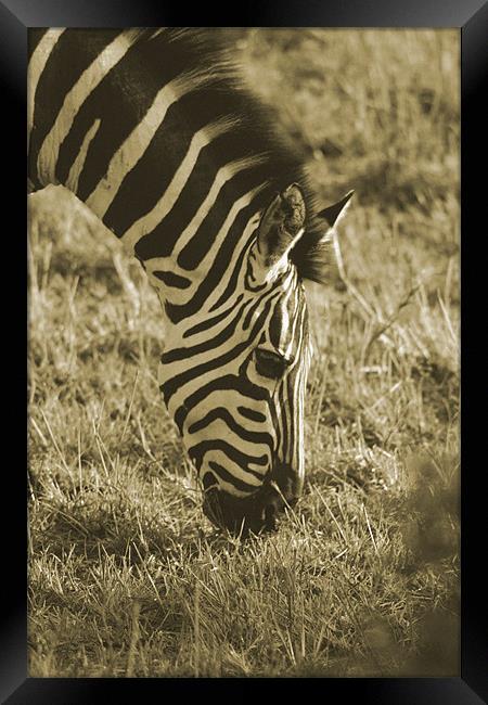 Zebra in soft black & white Framed Print by Chris Turner